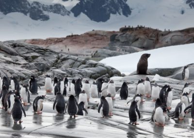 Eselspinguinkolonie mit schneebedeckten Bergen im Hintergrund