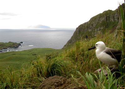 Gelbnasenalbatros auf Nightingale Island