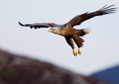 Adler im Flug