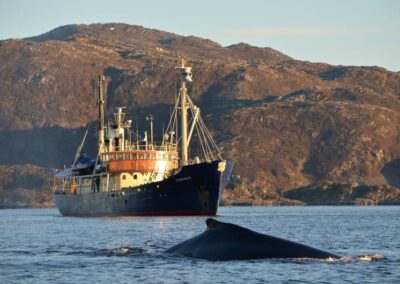Orca vor der MS Stockholm