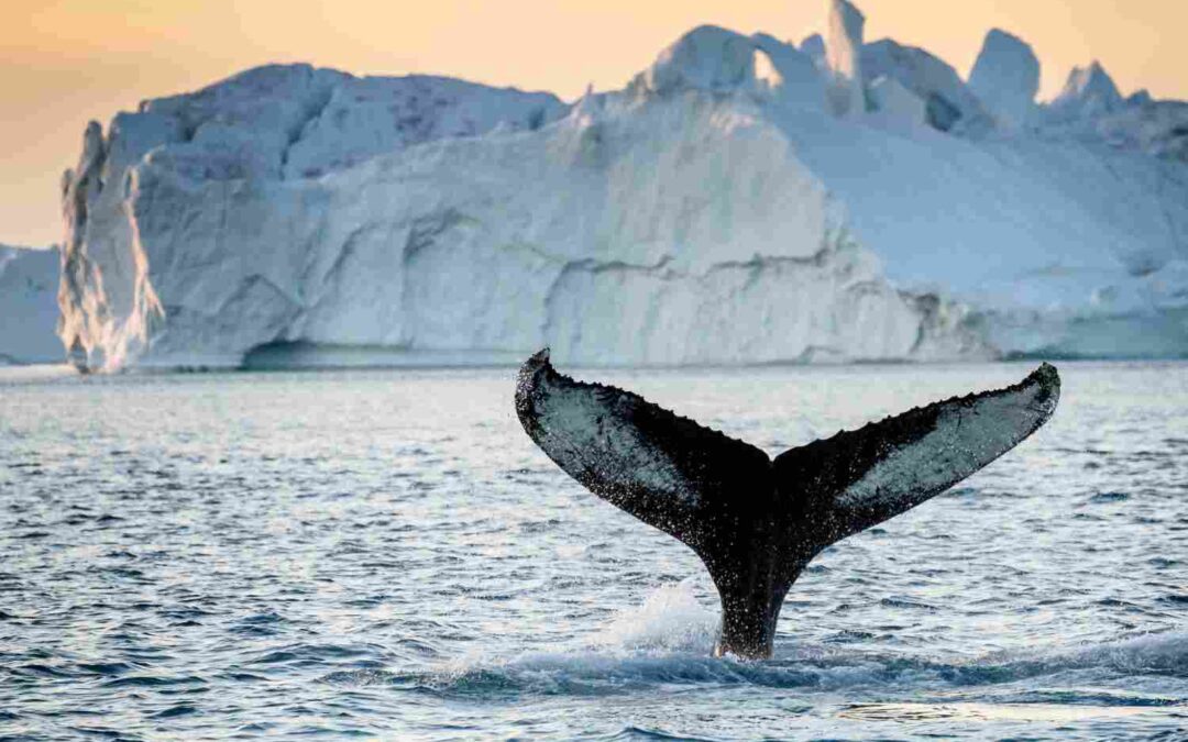 Ost-Grönland und die majestätischen Fjorde bei Sermilik | MS Balto