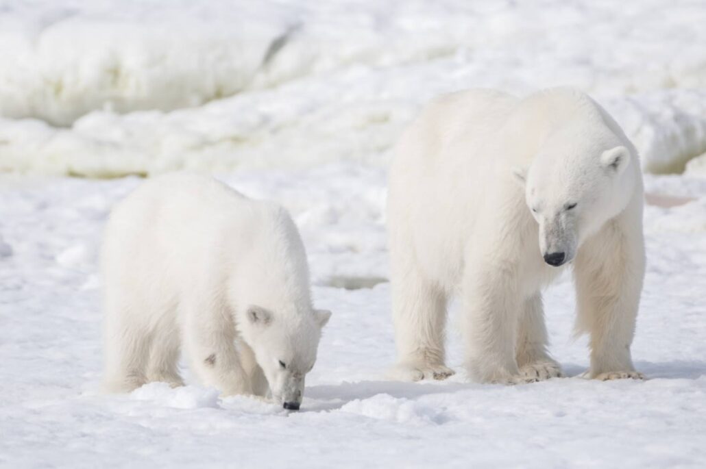 Polar bear and cub out for a walk