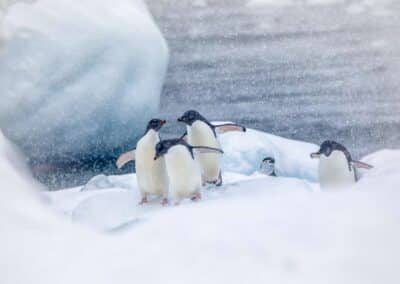 Adélie and chinstrap penguins in the snow