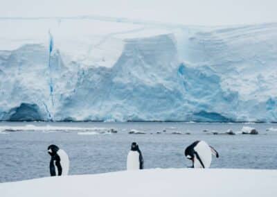 Three penguins in front of a large ice wall