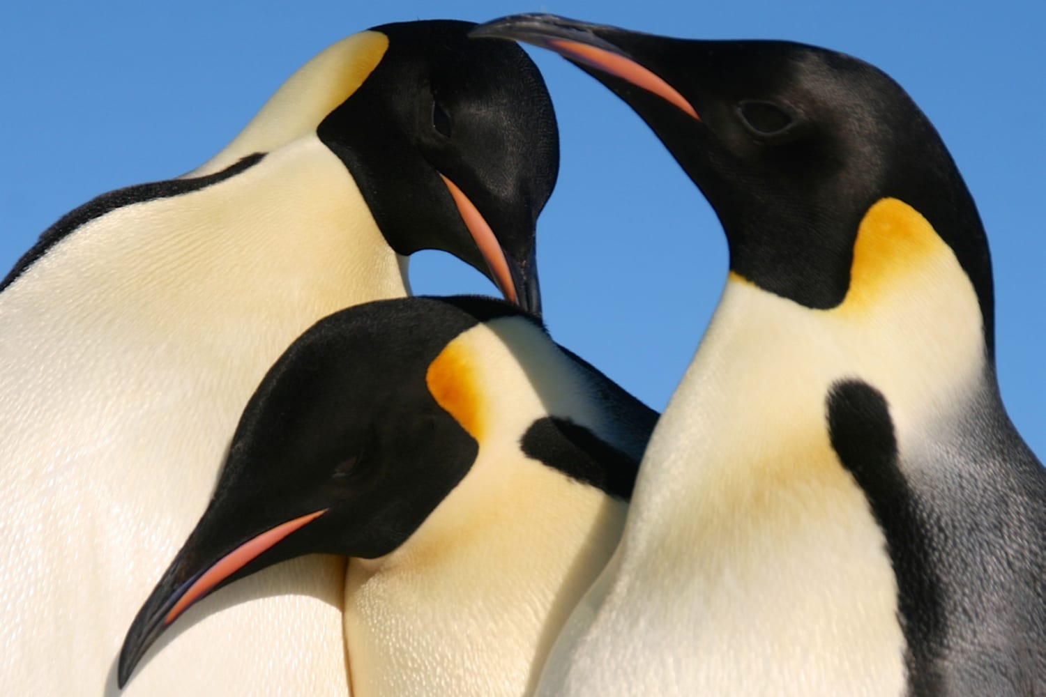 Kaiserpinguine beim Kuscheln