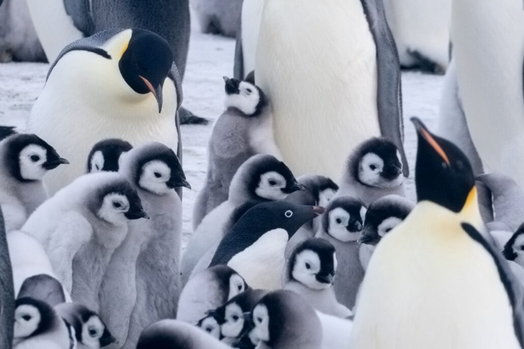 viele Kaiserpinguine mit Küken