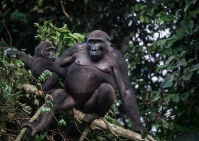 Eine Gorillamutter sitzt mit ihrem Kind auf einem Ast.