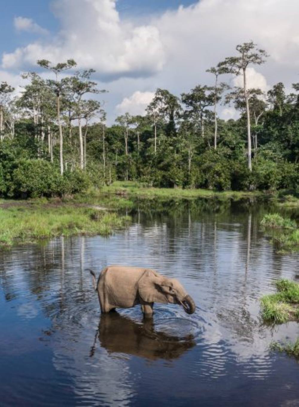 Ein Elefant steht im seichten Wasser einer Waldlichtung, im Hintergrund Dschungel
