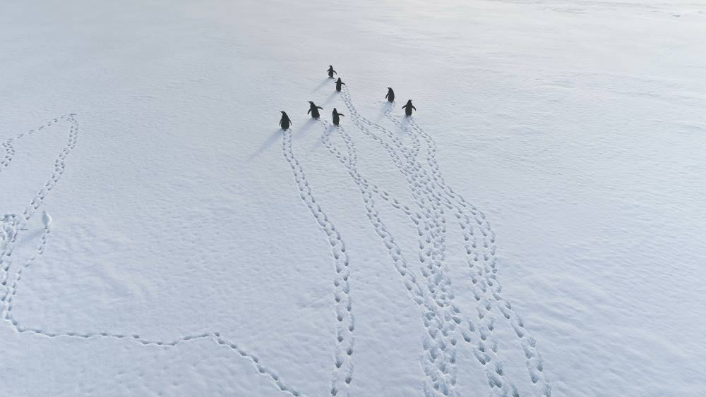 Luftaufnahme_Fußabdrücke_Rennende_Pinguine-Antarktis-mozgova-AdobeStock_797325111 Luftaufnahme von Fußabdrücken rennender Pinguine in der Antarktis