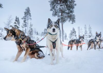 Außenansicht, ein Husky im Geschirr blickt in die Kamera vor Winterlandschaft