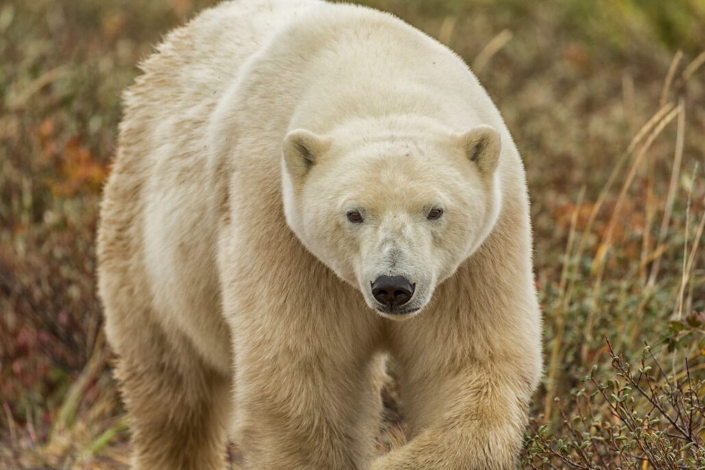 Ein Eisbär geht durch hohes Gras