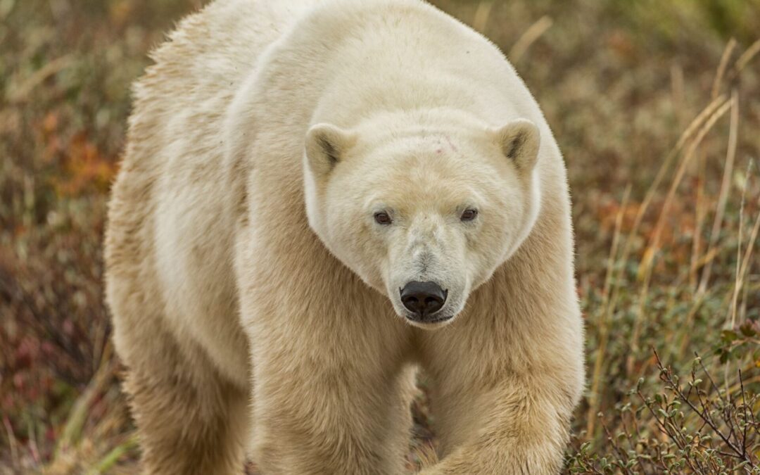Wie der Klimawandel Eisbären bedroht und wie bewusstes Reisen helfen kann