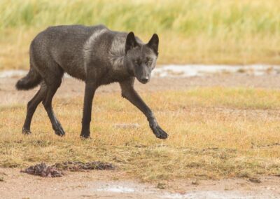 Ein dunkelbrauner Wolf läuft über niedriges Gras
