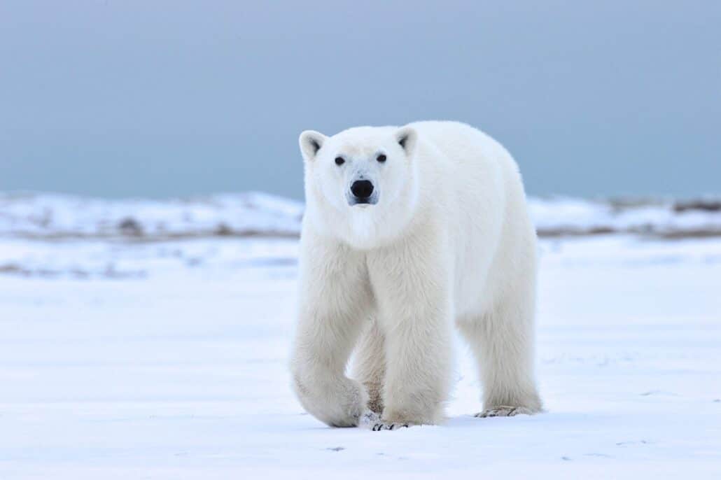 Ein Eisbär kommt auf einer verschneiten Eisfläche direkt auf den Fotografen zu