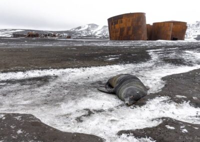 Eine Robbe liegt auf Schneeresten auf Geröll, dahinter rostige Tanks