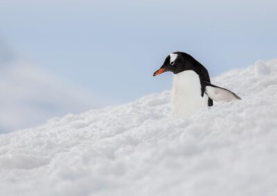 Ein Eselspinguin im Schnee