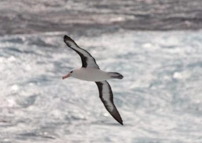 Ein weißer Vogel mit schwarzumrandeten Flügeln segelt über Wasser