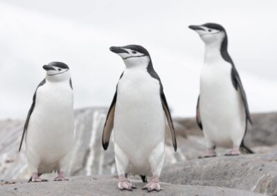 Drei Zügelpinguine