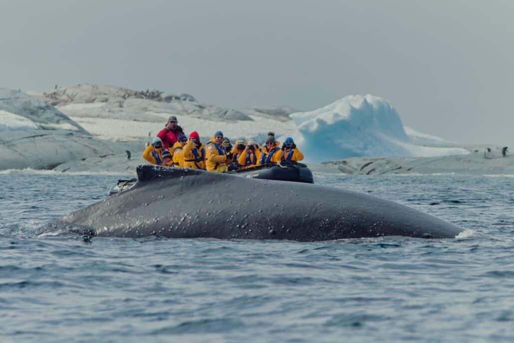 Vor einem Zodiac mit mehreren Passagieren taucht ein Walrücken aus dem Meer auf
