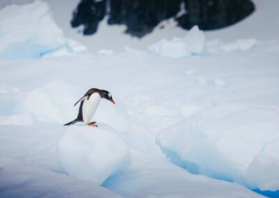 Ein Eselspinguin auf Schnee