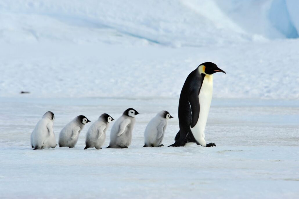 Kaiserpinguin mit Jungtieren