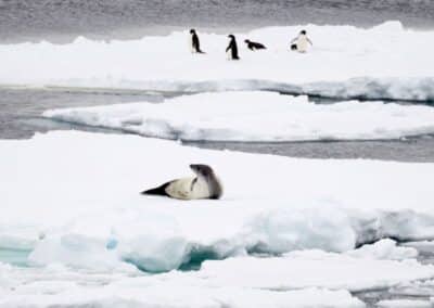 A leopard seal lies on an ice floe, with penguins behind it