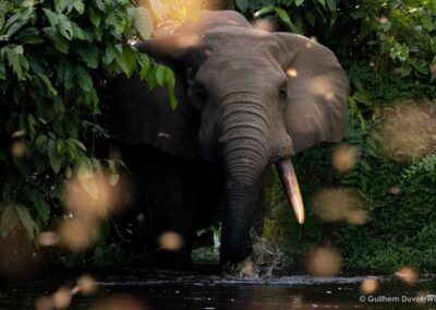 Ein Elefant in Nahaufnahme, der aus einem Wald heraustritt