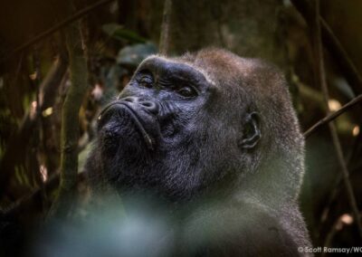Ein Gorilla in Großaufnahme
