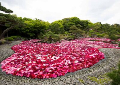 A pink and red flowering flower bed
