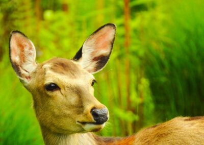 The head of a sika deer