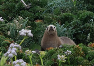 Ein Hooker Seelöwe inmitten üppiger Fauna