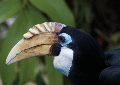 Ein Nashornvogel