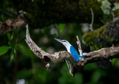 Ein Vogel mit blauem Gefieder und weißem Kopf auf einem Ast