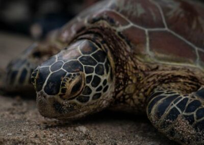 Ein Schildkröte mit netzartigem Muster