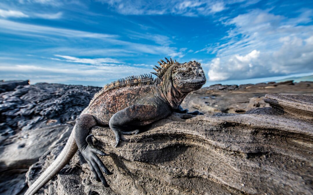 Complete and exclusive tour of the western and eastern Galápagos by yacht