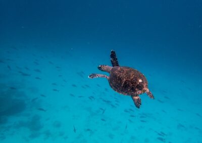 Meeresschildkröte in türkisblauem Wasser