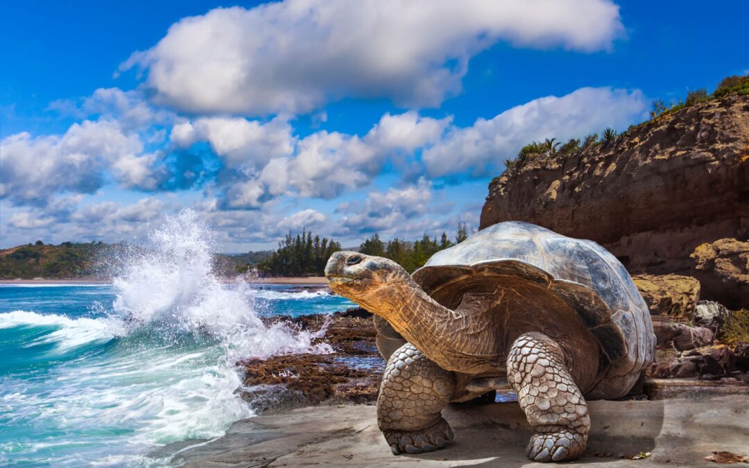 East &amp; West Galápagos Intensive