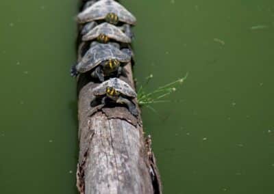 Mehrere Schildkröten auf einem Baumstamm im Wasser
