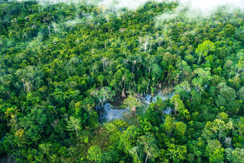 Amazonas-Regenwald von oben