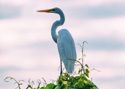 A white heron sits on a tree