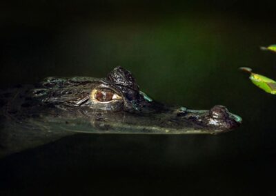 Ein Kaiman schwimmt an der Wasseroberfläche.