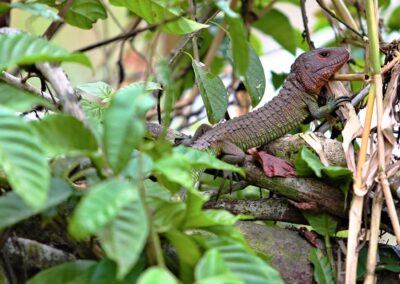 An iguana in the undergrowth