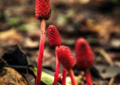 Kleine pilzartige Pflanze in leuchtendem Rot