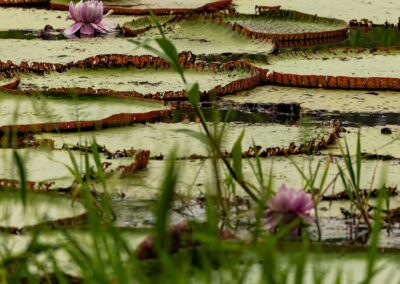 giant water lilies
