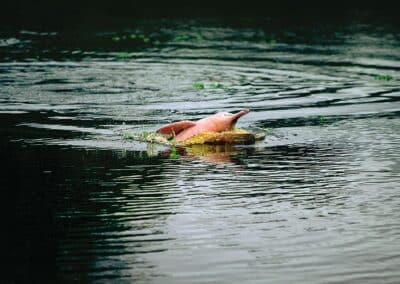 A pink river dolphin sticks its snout out of the water.