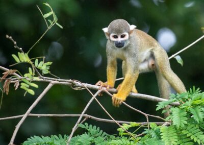 Ein hellbraunes Äffchen klettert im Geäst.