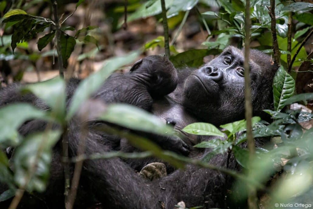 Ein Gorillababy liegt auf der Brust seiner Mutter