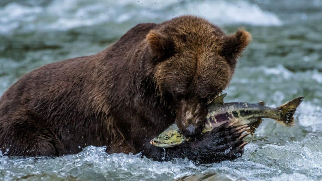 Ein Grizzly-Bär steht in einem Fluss und frisst einen Fisch