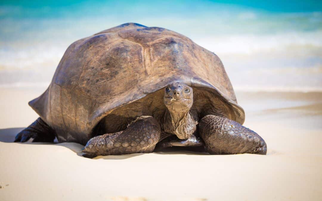 Aldabra Atoll &amp; Coral Islands of the Seychelles by Superyacht