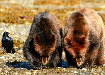 Zwei Bären stehen in flachem Wasser